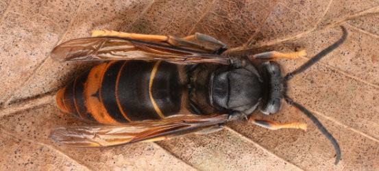 A close up image of an Asian Hornet