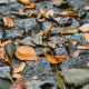 Image of leaves on the ground